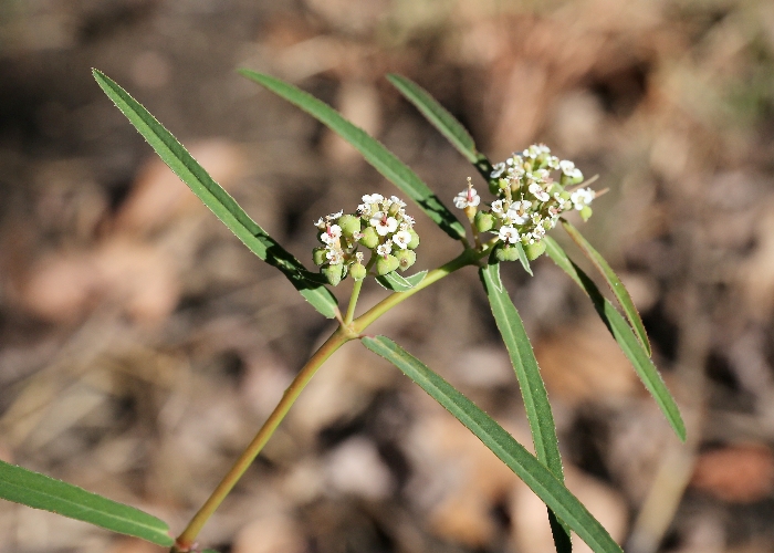 northern-australian-plants-euphorbiaceae